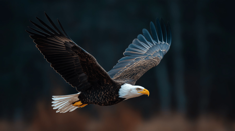 Eagle Flight puzzle preview